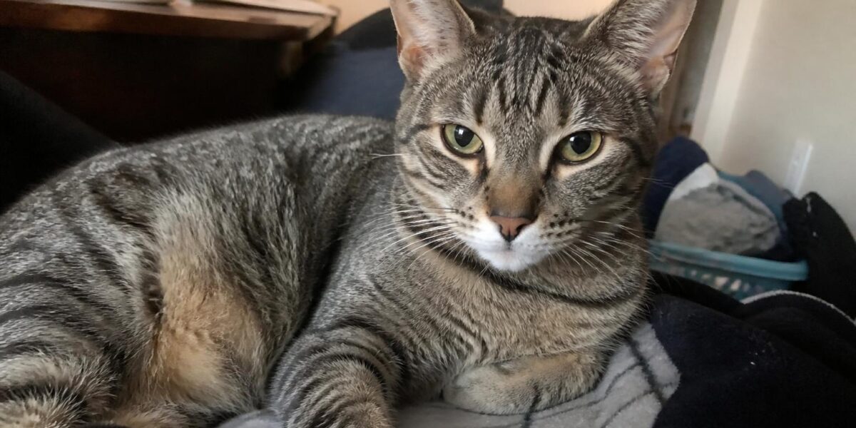 Cat Separation Anxiety: Signs, Causes & How to Help
