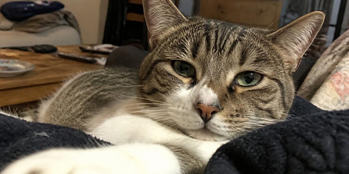 Cat Shedding: Seasons, Causes & How to Manage Excess Fur