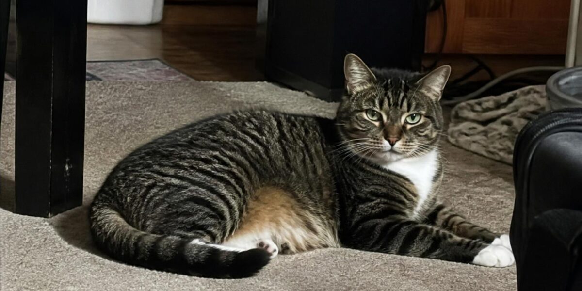 Cat Slow Blinking Meaning: The Cat Kiss Explained