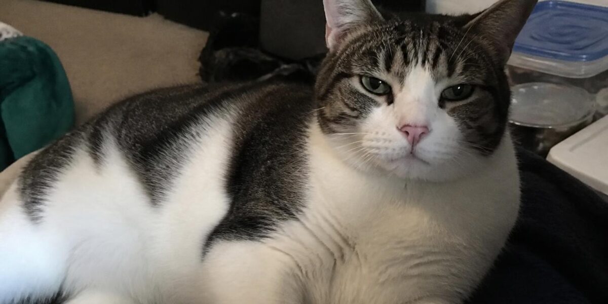 Cat Sneezing: Causes, Home Care & When to See a Vet