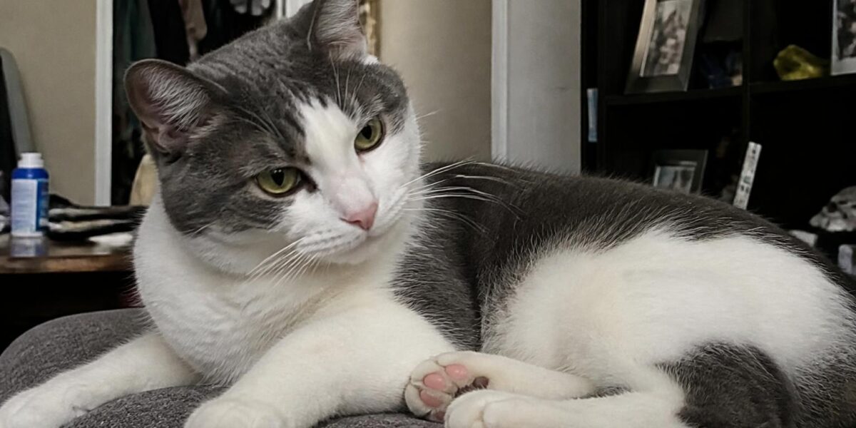 Cat Tapeworms: What Those White Rice Segments Mean & How to Treat