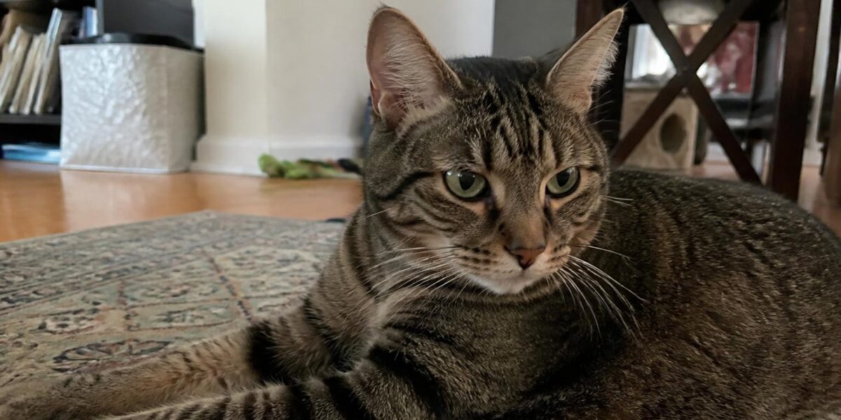 Cat Tooth Resorption: The Most Common Feline Dental Disease