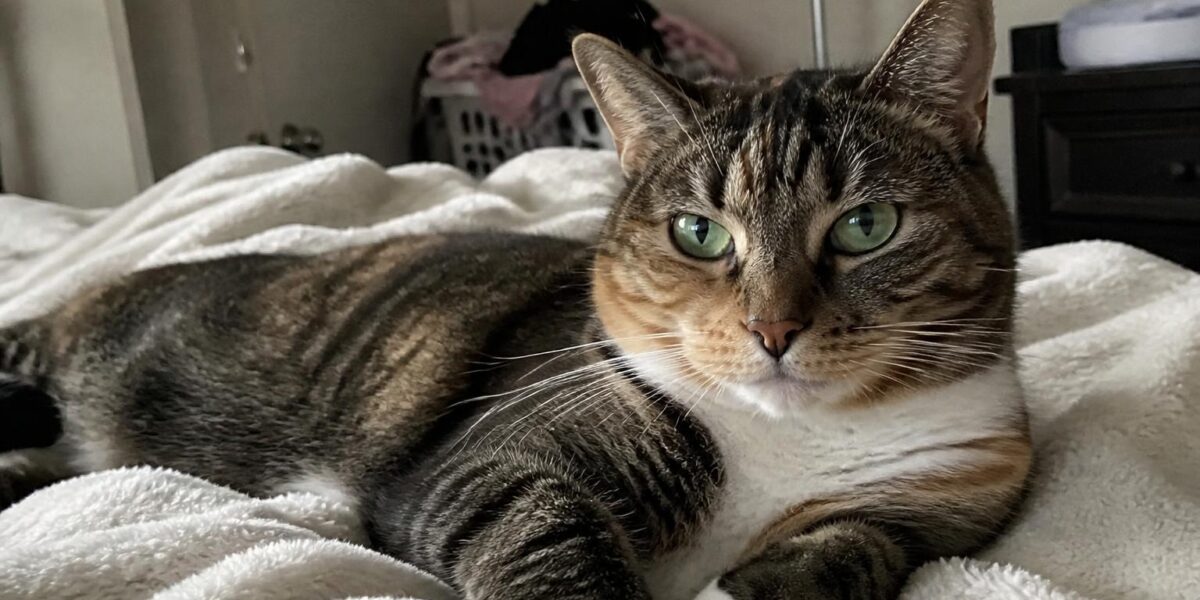 Cat Treat Calorie Calculator: Avoiding Hidden Calories
