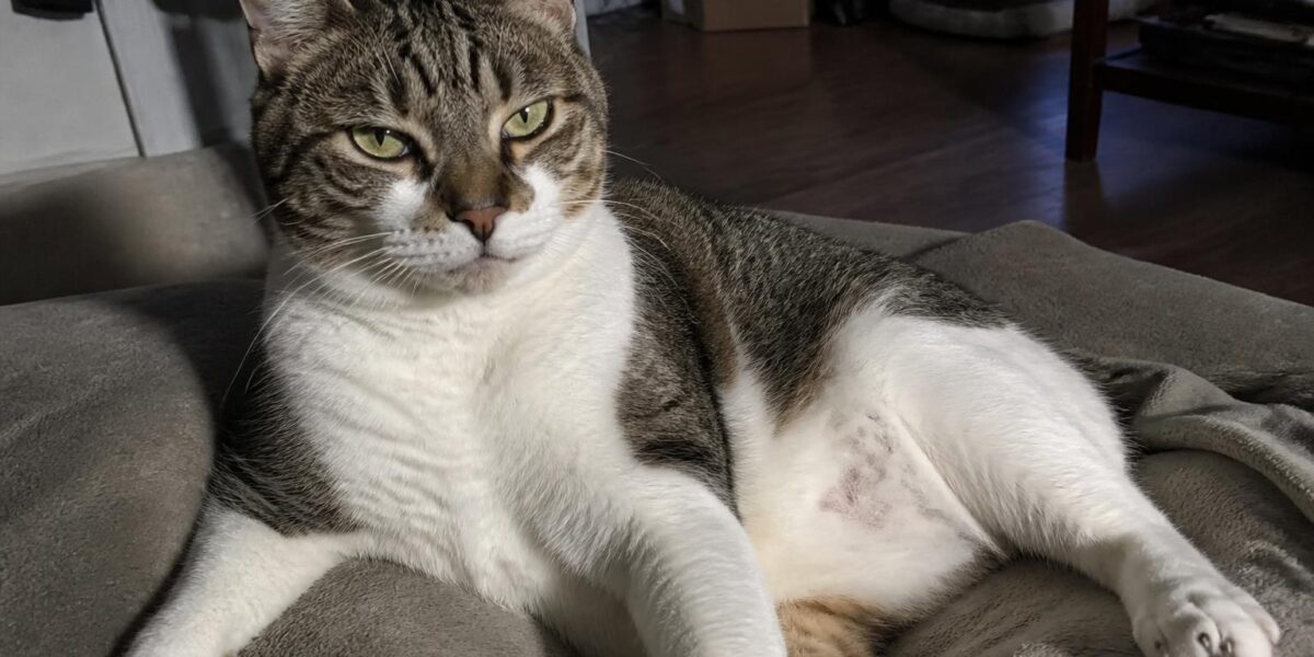 Cat Upper Respiratory Infection: Symptoms, Treatment & Care