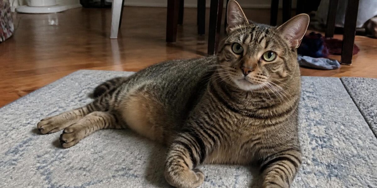 Cat Vomiting: Common Causes, Colors & When to Worry