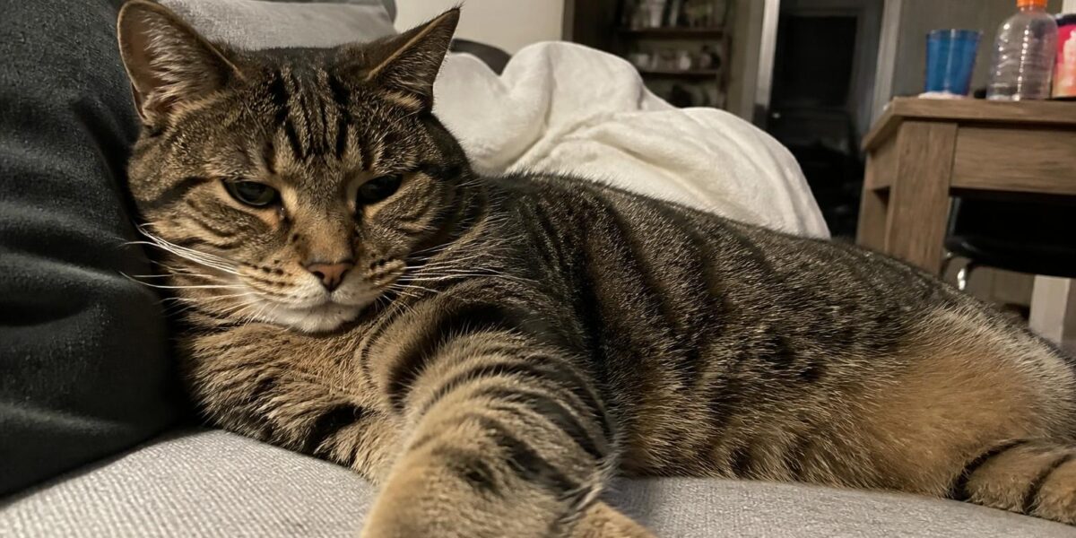 Cat Welfare Society Singapore: Breeds and Mixes in Rescue