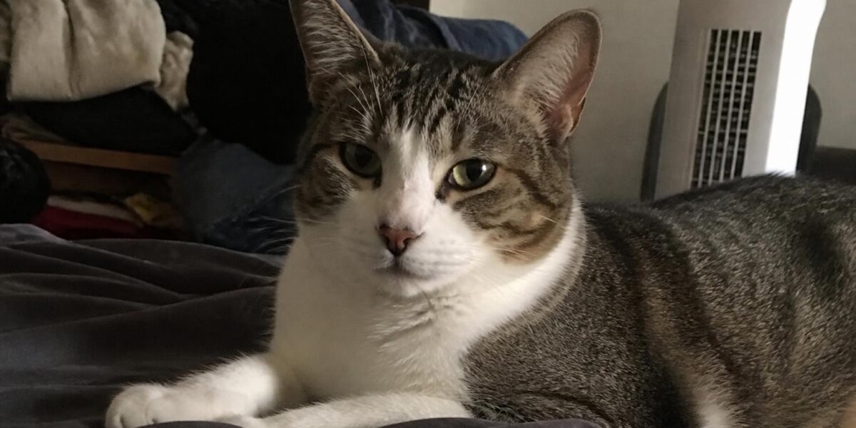 Cat Welfare Society Singapore: Cat Adoption Process Explained