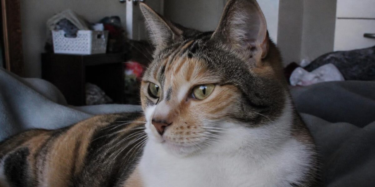 Cat Window Perches: Benefits, Best Types & DIY Ideas