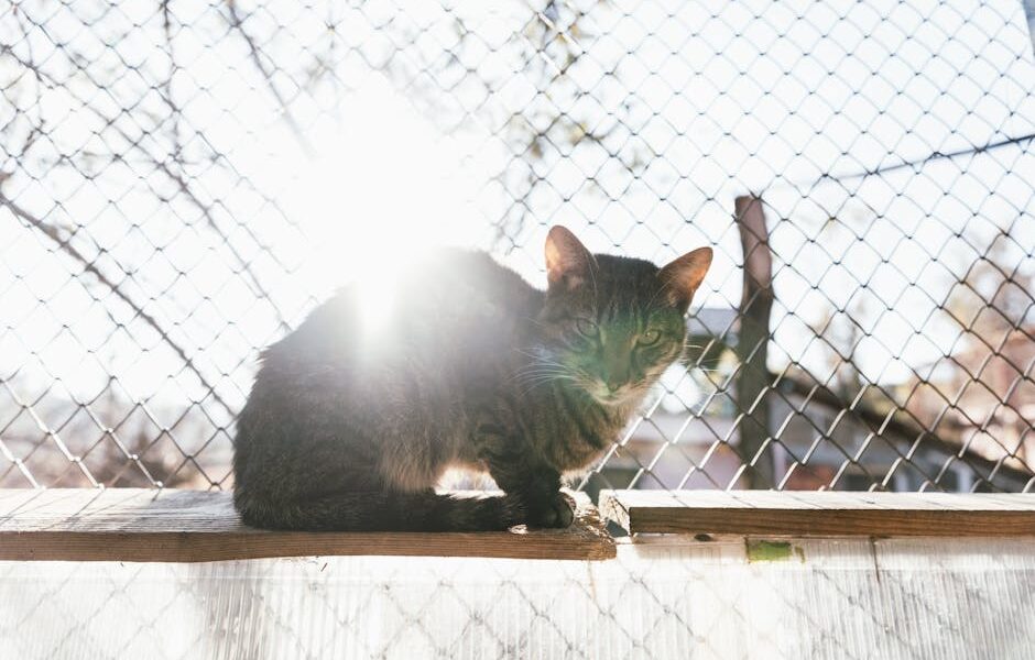 A cat sits on a fence basking in sunlight, creating a serene and natural scene.