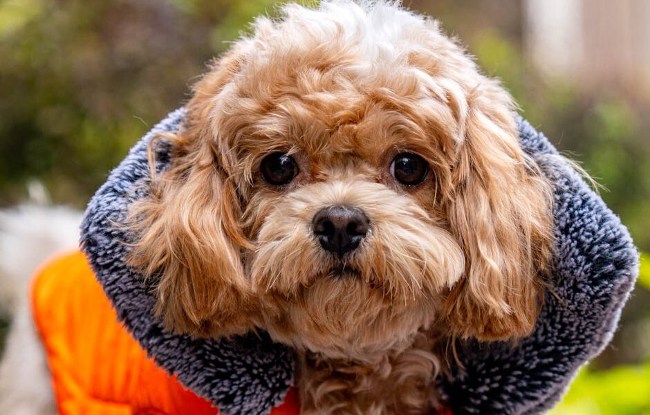 Cute Cavapoo dog wearing a snug jacket outdoors. Perfect for pet and lifestyle themes.