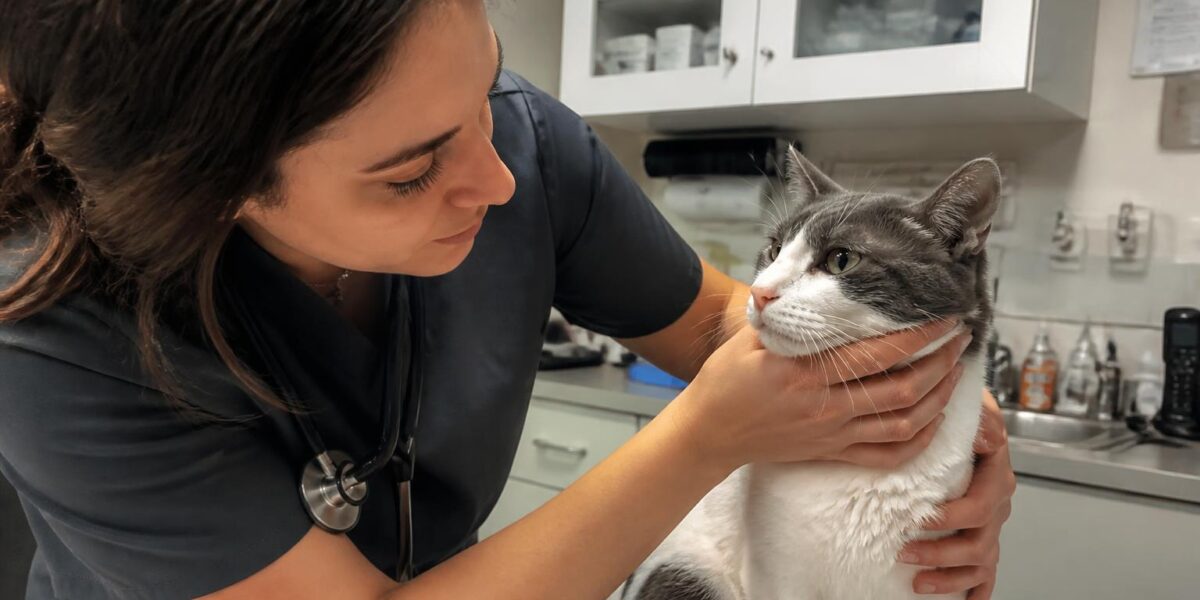 Cerenia (Maropitant) for Cats: Anti-Nausea Medication Guide