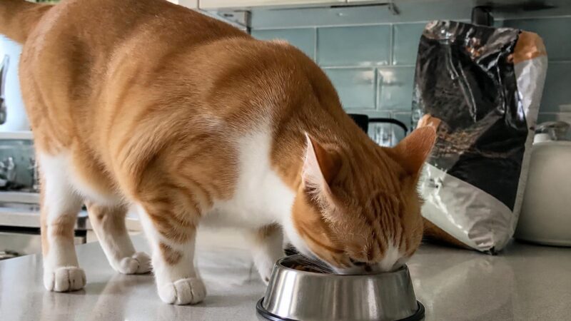 Ceylon Cat vs Asian Shorthair: Two Distinct Asian Breeds