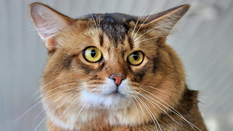 A detailed close-up of a fluffy brown domestic cat with striking eyes.