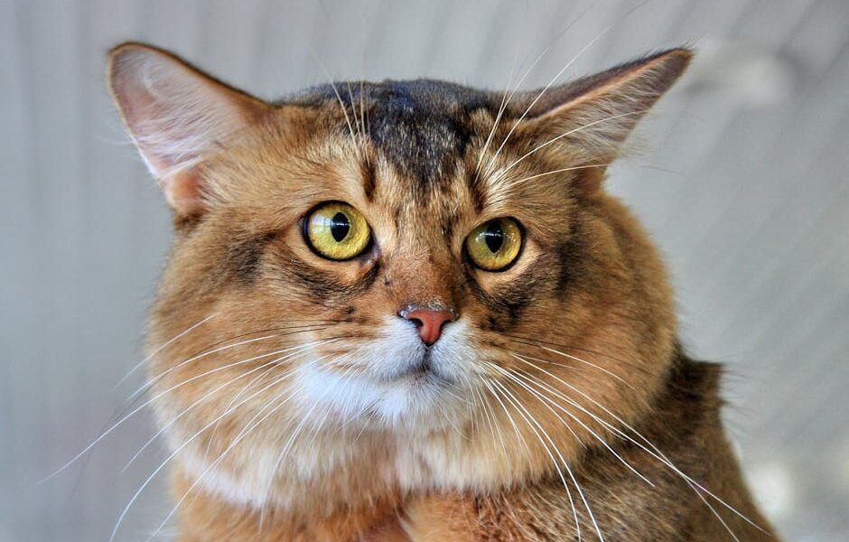 A detailed close-up of a fluffy brown domestic cat with striking eyes.