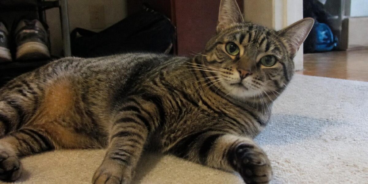 Charcoal Bengal Cat Color Profile: Mask, Cape, and Genetics