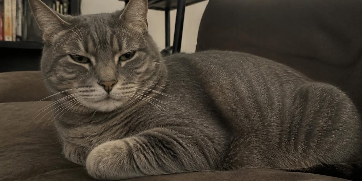 Chausie Jungle Cat Ancestry: Felis chaus Origins