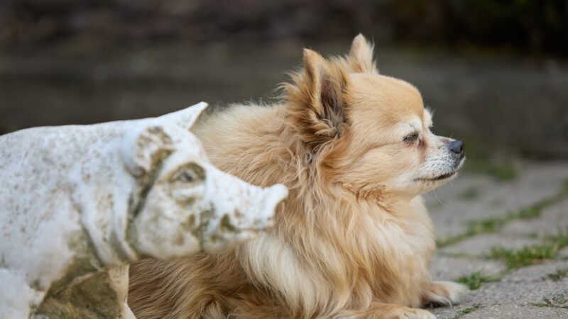 A fluffy chihuahua resting outdoors beside a weathered pig statue on a garden pathway.