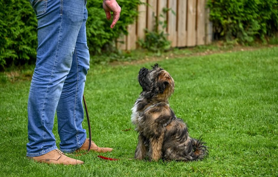 A Tibetan Terrier dog sitting attentively for training in a backyard setting.