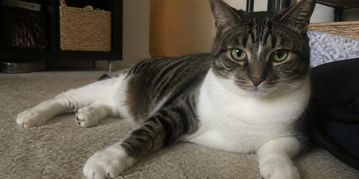 How to Choose the Right Cat Breed for Your Lifestyle