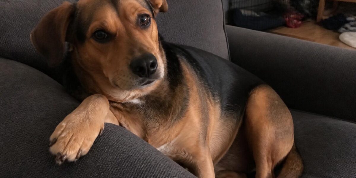 How to Choose the Right Dog Breed for Your Lifestyle