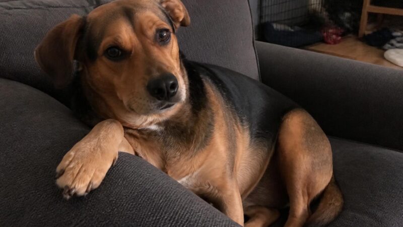 How to Choose the Right Dog Breed for Your Lifestyle