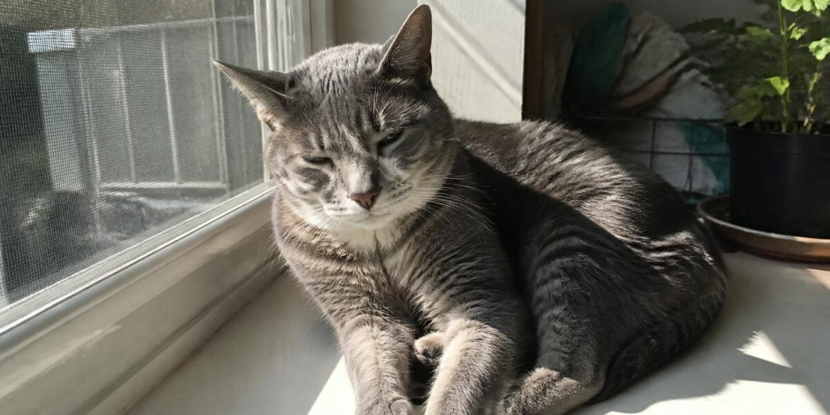 Chronic Disease Medication Organization for Senior Pets: Dai