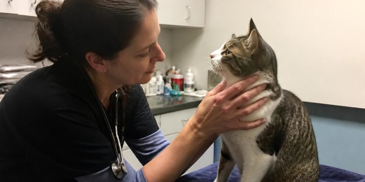 Chronic Enteropathy in Cats: IBD Spectrum Diagnosis and Treatment