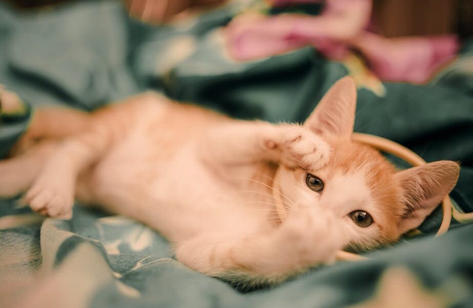 Adorable ginger and white kitten playing on a colorful blanket indoors.
