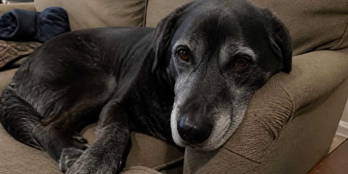 Cognitive Dysfunction in Senior Dogs: Doggy Dementia Guide