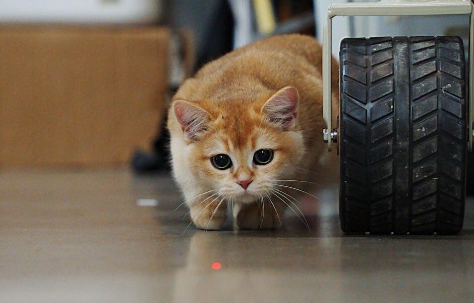 Adorable ginger cat curiously playing with a laser dot indoors beside a wheel.