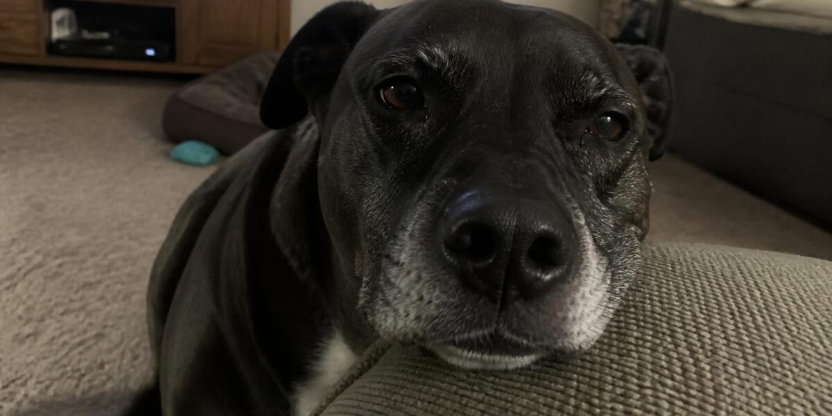 Collapsed Trachea in Dogs: Signs & Management