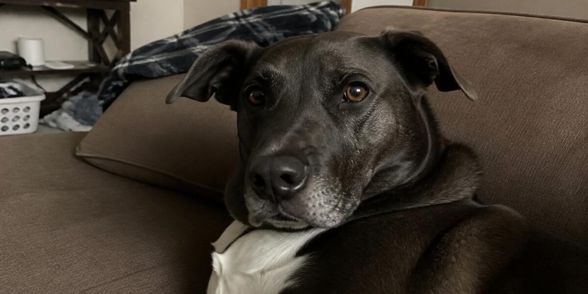 Condo and HOA Pet Adoption Rules: Reading Your Bylaws Before You Adopt