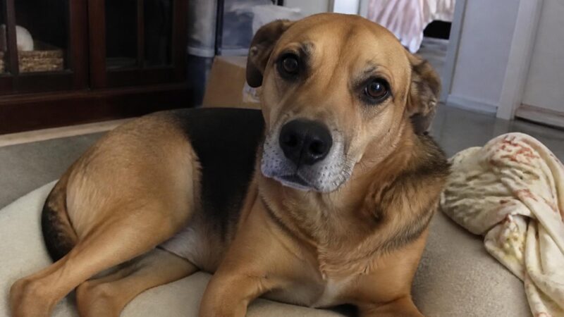 Condo Pet Rules Singapore: Private Property Pet Ownership