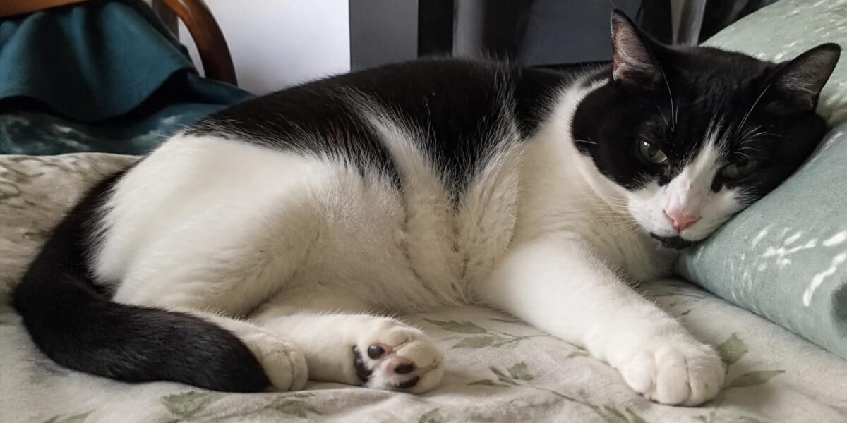 Continuous Glucose Monitor for Diabetic Cats: At-Home Tracking