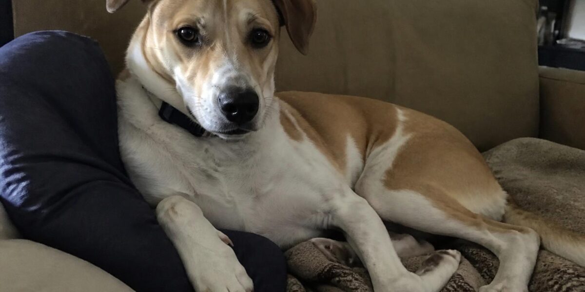 Coping With Pet Loss: Grief, Healing & Honoring Your Pet’s Memory