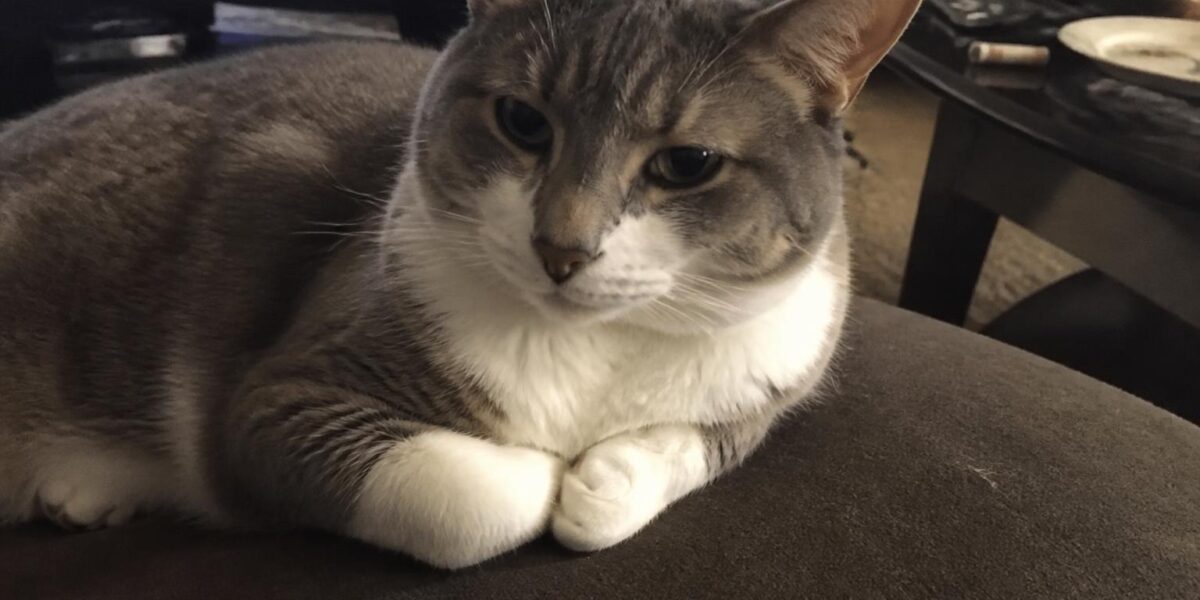 How Much Does It Cost to Own a Cat Per Year?