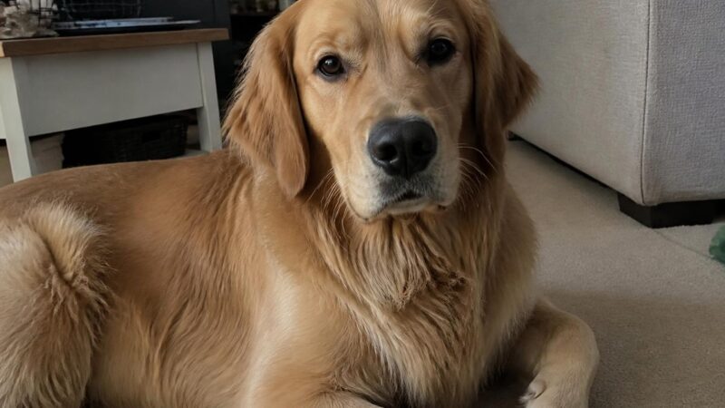 How Much Does It Cost to Own a Dog Per Year?