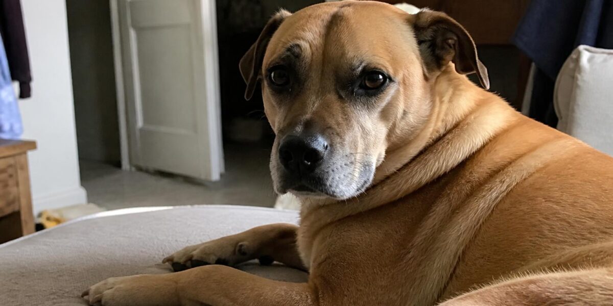 How Much Does It Cost to Adopt a Pet? Complete Fee Breakdown