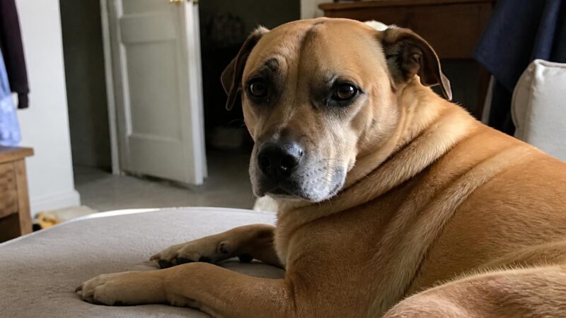 How Much Does It Cost to Adopt a Pet? Complete Fee Breakdown