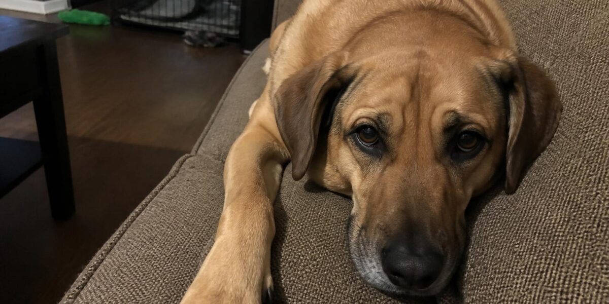 Crate Training Adult Dogs: Adopted Dog Crate Guide