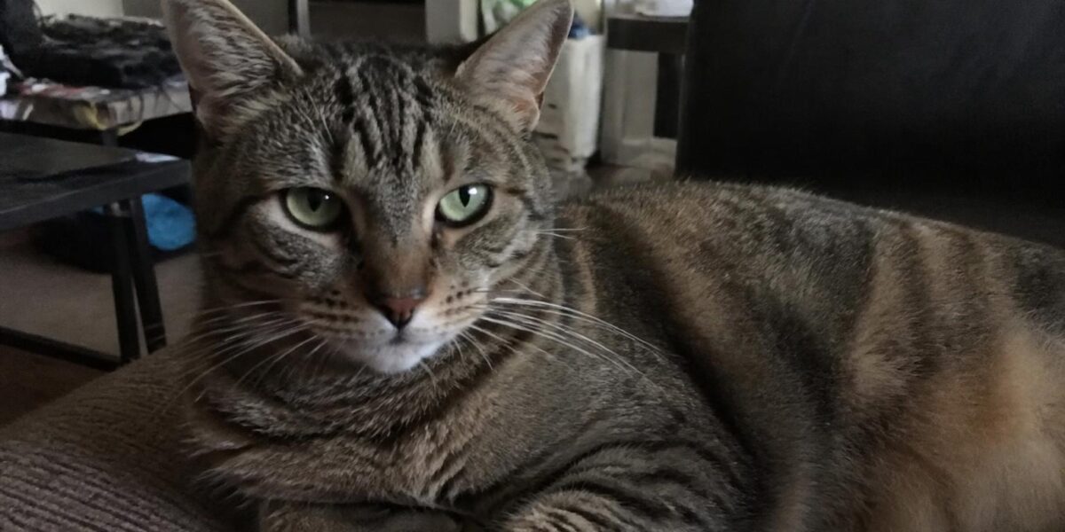 Cuddliest Cat Breeds: The Most Affectionate Lap Cats You Will Ever Meet