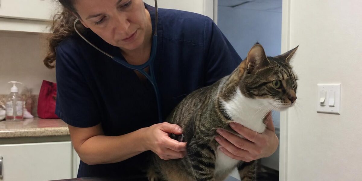 Cushing's Disease in Cats: Hyperadrenocorticism Symptoms and Treatment