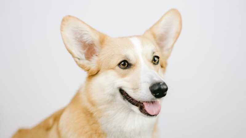 Charming portrait of a happy Corgi dog in a studio setting.