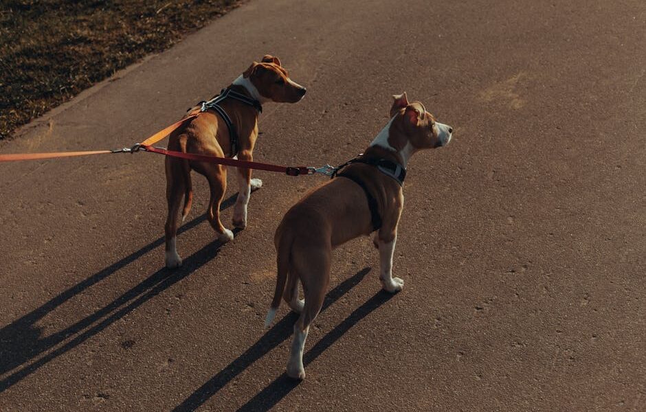 From above of pair of similar purebred Plummer Terrier dogs with double leashes standing on asphalt path in park