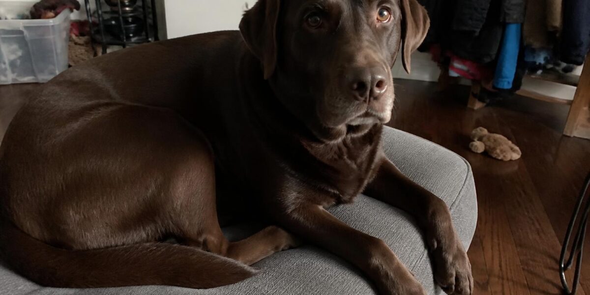 Decompression Period for Rescue Dogs: First Two Weeks