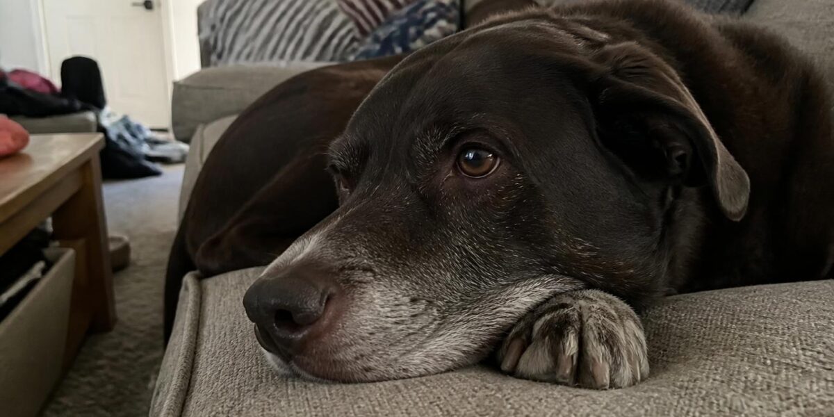 Dental Cleaning Cost for Dogs and Cats: Price Drivers