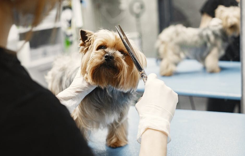 Yorkshire Terrier being groomed by a professional in a pet salon.
