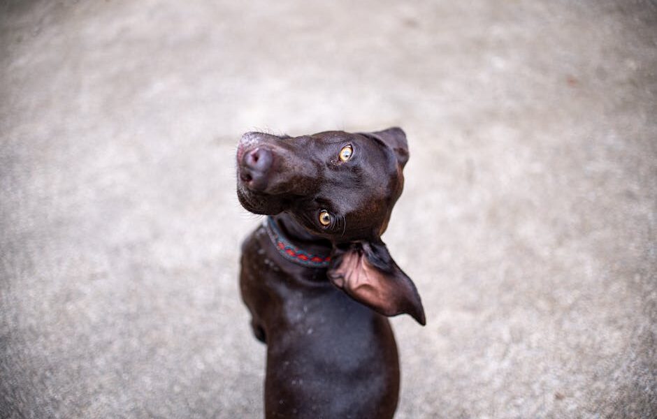 Adorable chocolate Labrador retriever looking up with curious eyes in an outdoor setting.