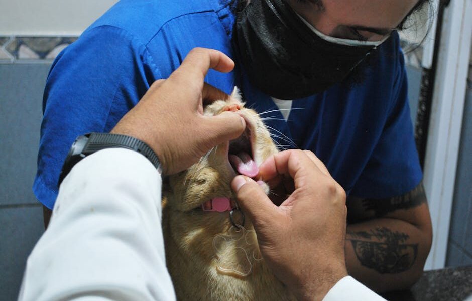 A veterinarian inspects a cat's teeth during a check-up in a veterinary clinic setting.