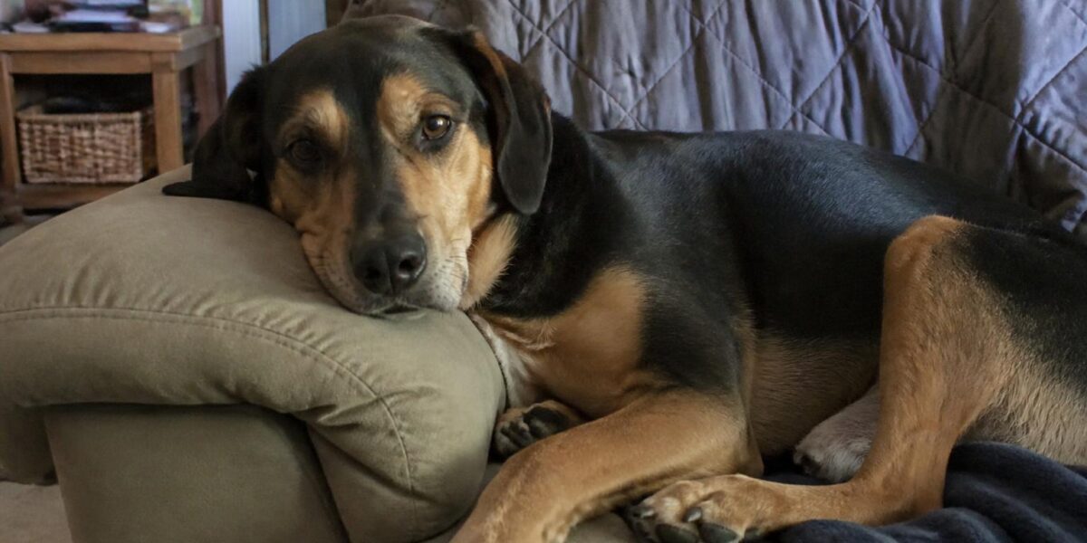 Dog Adoption Checklist: Complete Guide